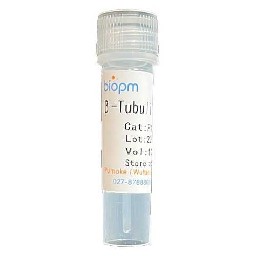 β-Tubulin Mouse Monoclonal Antibody-HRP conjugated