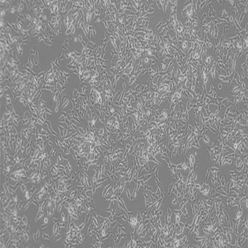 SH-SY5Y [SHSY-5Y] (人成神经细胞瘤细胞)