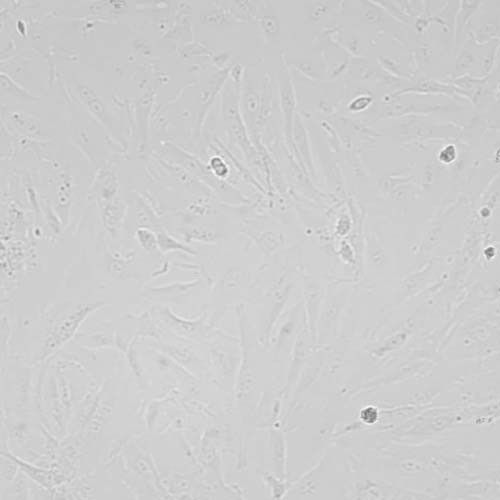 SW1353人软骨肉瘤细胞